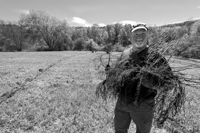 Kevin Maher, the co-founder of Agroforestry Management LLC, carries an armload of hazelnut tree seedlings, bred to be cold hardy, ready to be planted at his farm in Cambridge, N.Y. Maher and his business partner hope to get 4,000 acres of nut trees planted around the region within a decade. Joan K. Lentini photo