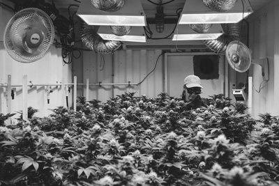 Vermont medical marijuana grow room