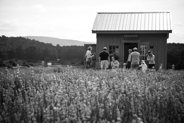 Seen across a field of lavender in bloom, visitors gather at a pick-your-own operation at Vine Gate Lavender Floral Farm in Hillsdale, N.Y. Susan Sabino photo