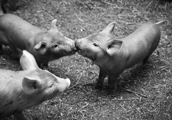 Piglets are among the new arrivals this spring at the annual Baby Animals festival at Hancock Shaker Village in the Berkshires. Susan Sabino photo.